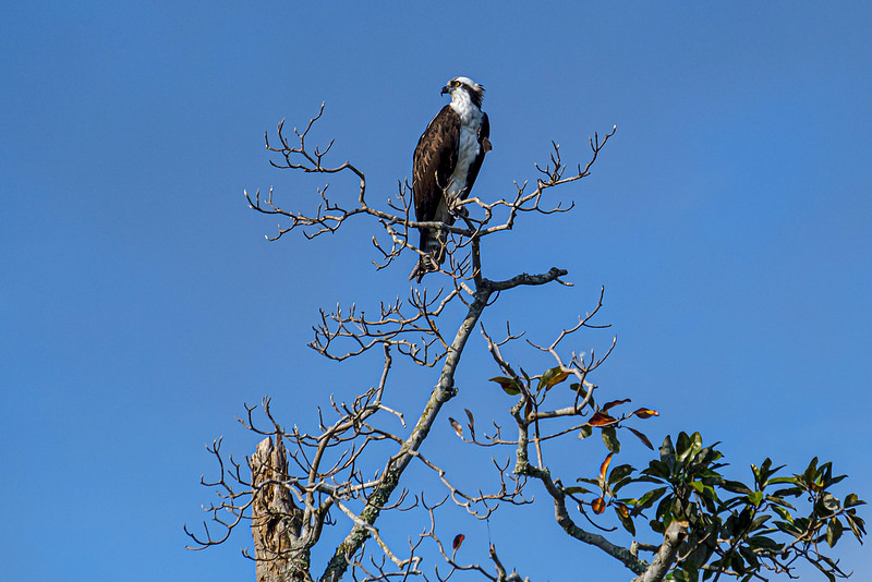 Osprey in Baldwin County