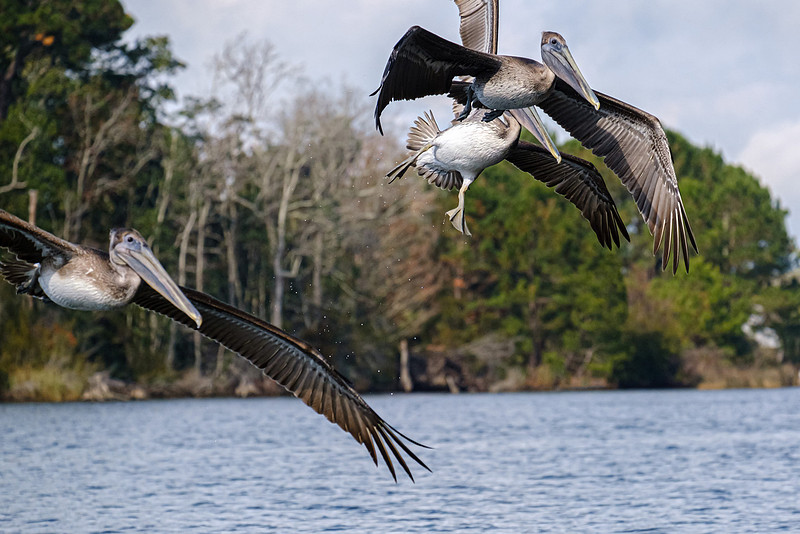 Brown Pelicans in Baldwin County