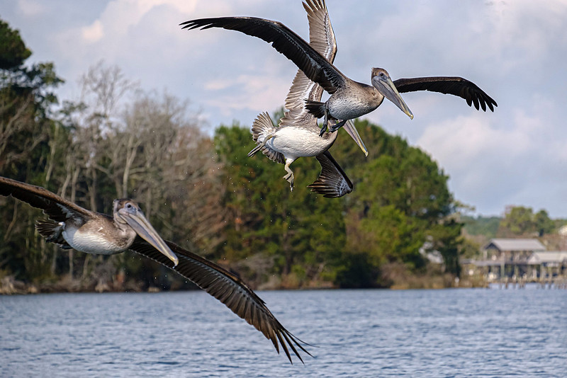Brown Pelicans in Baldwin County