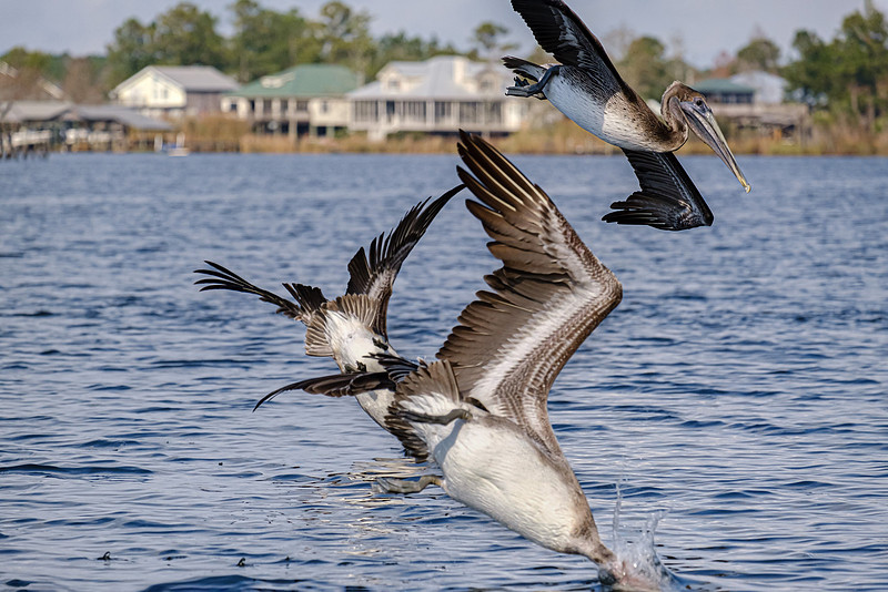 Brown Pelicans in Baldwin County