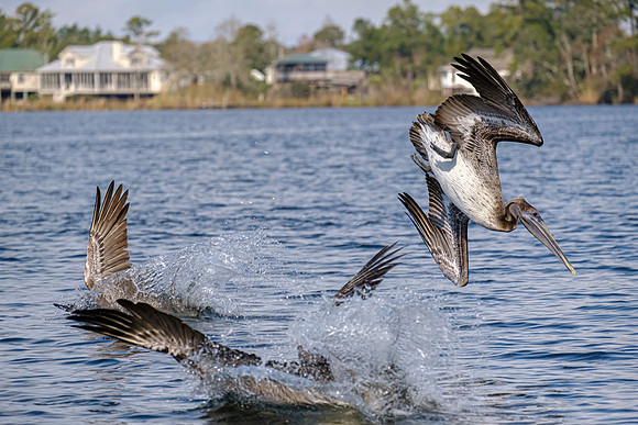 Brown Pelicans in Baldwin County