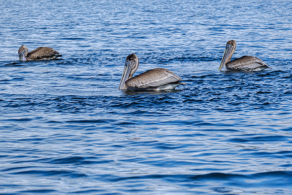 Brown Pelicans in Baldwin County