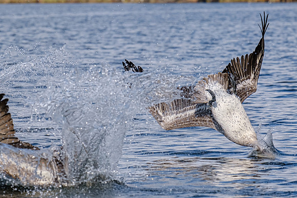 Brown Pelicans in Baldwin County