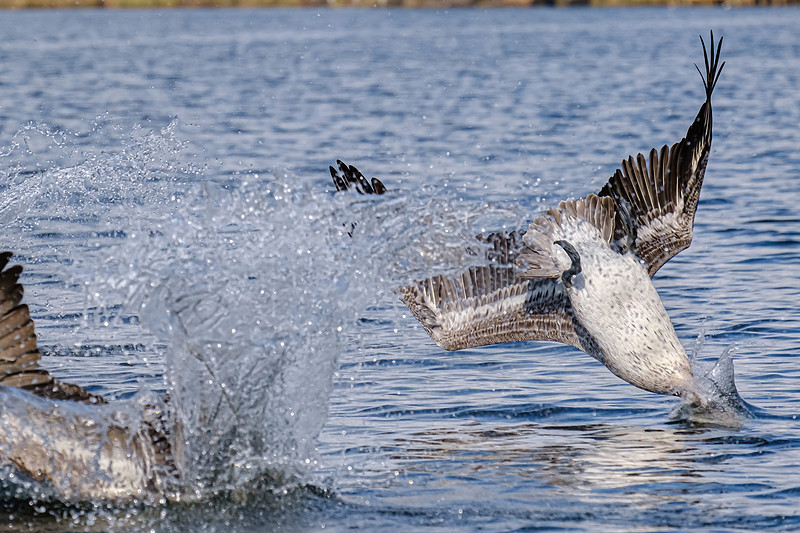 Brown Pelicans in Baldwin County