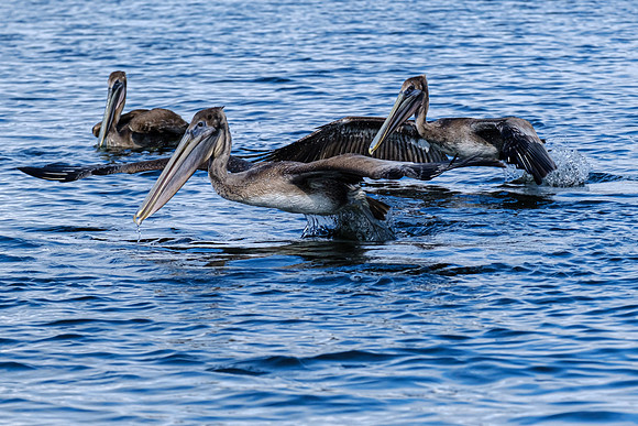 Brown Pelicans in Baldwin County