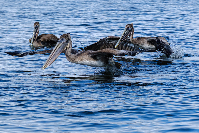 Brown Pelicans in Baldwin County