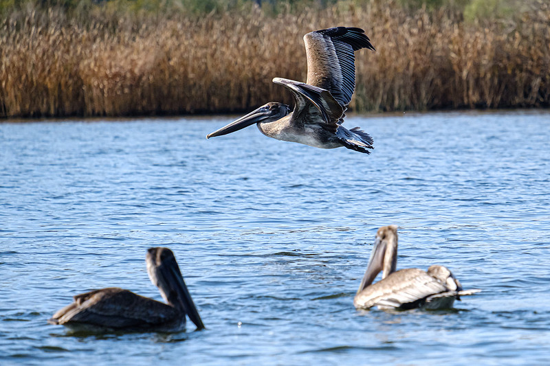 Brown Pelicans in Baldwin County