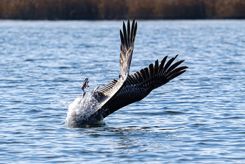 Brown Pelicans in Baldwin County