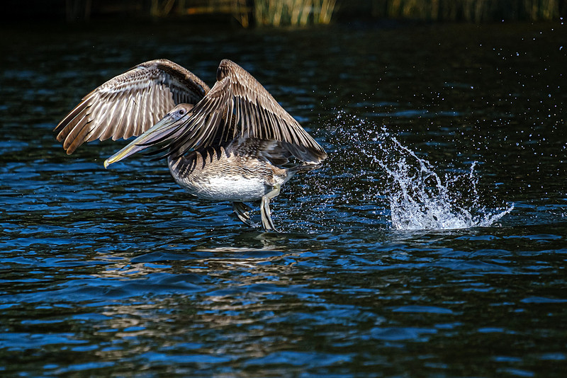 Brown Pelicans in Baldwin County