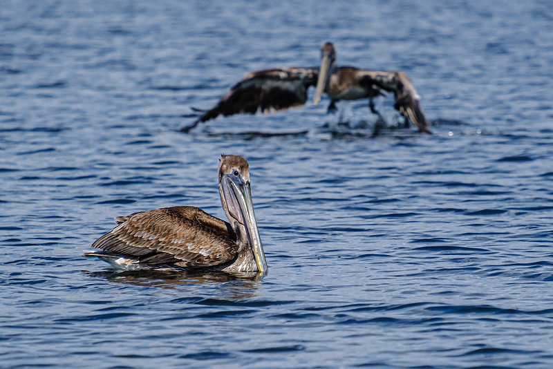 Brown Pelicans in Baldwin County