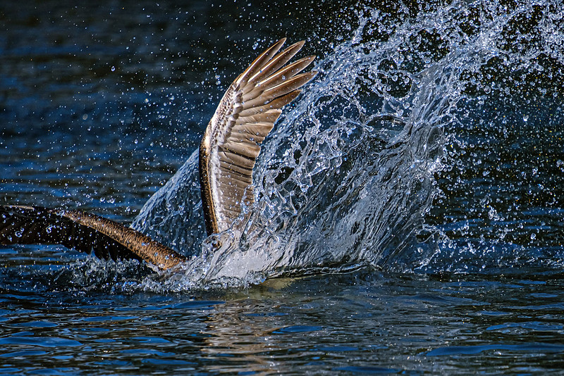 Brown Pelicans in Baldwin County