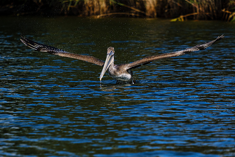 Brown Pelicans in Baldwin County