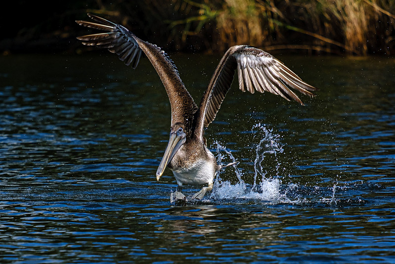 Brown Pelicans in Baldwin County