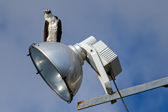 Wildlife in Pensacola