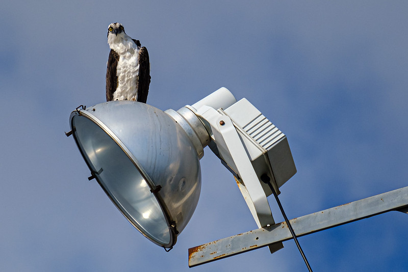 Wildlife in Pensacola