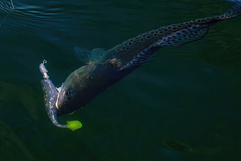 Recreation in Pensacola