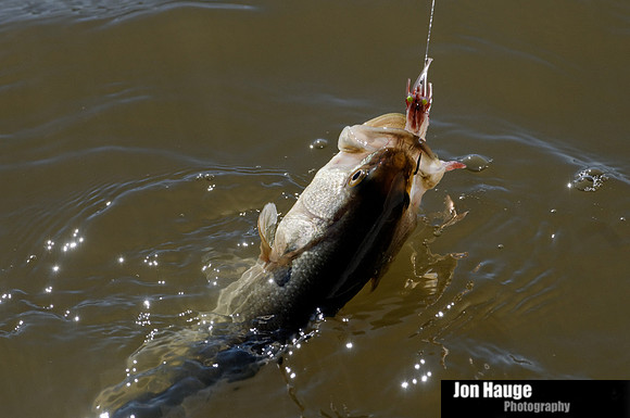 Speckled Trout in Mobile Delta