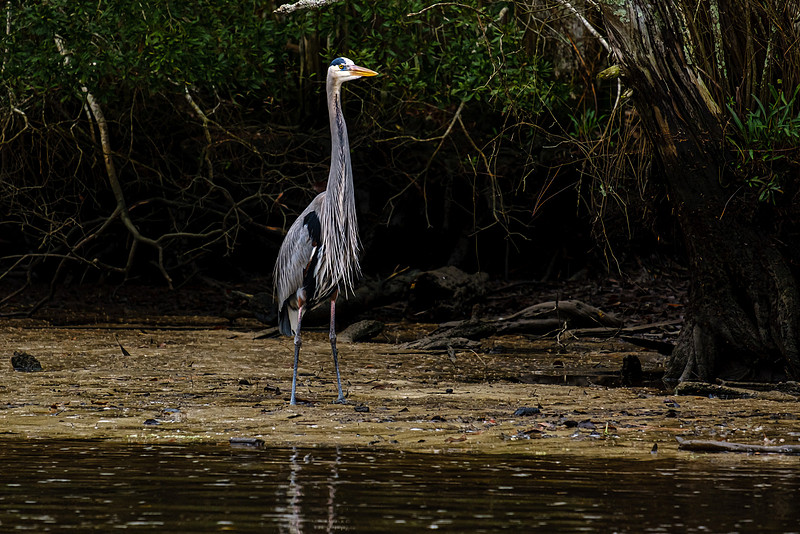 Magnolia River Great Blue Heron