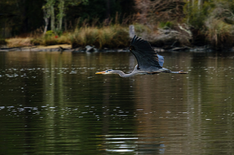 Magnolia River Great Blue Heron