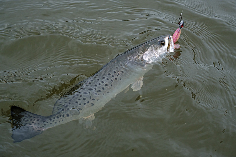 Magnolia River Speckled Trout