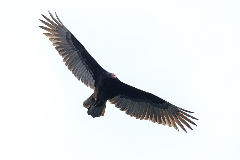 Magnolia River Turkey Vulture