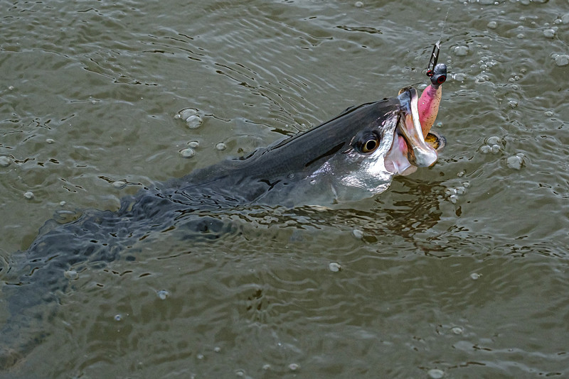 Magnolia River Speckled Trout