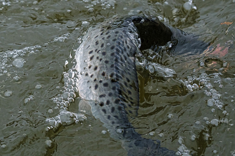Magnolia River Speckled Trout
