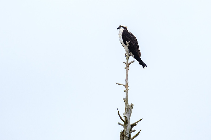 Magnolia River Osprey