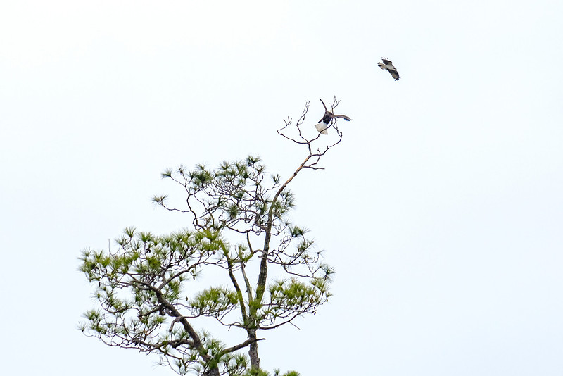 Bald Eagle in Magnolia River