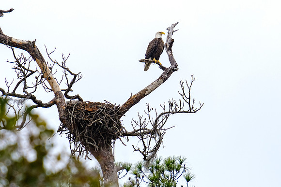 Bald Eagle in Magnolia River