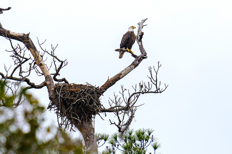 Bald Eagle in Magnolia River