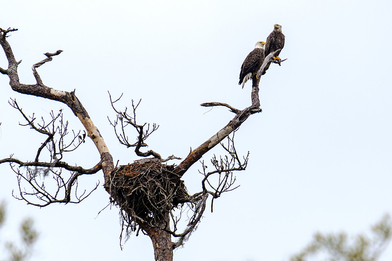 Magnolia River Bald Eagle