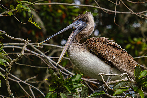 Magnolia River Brown Pelican
