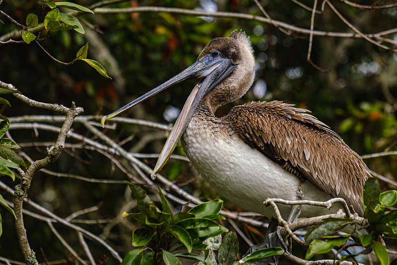 Magnolia River Brown Pelican