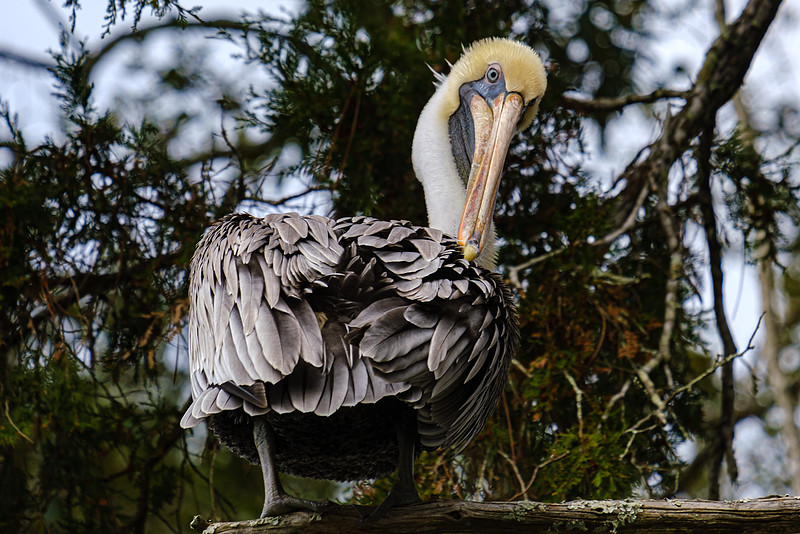 Magnolia River Brown Pelican