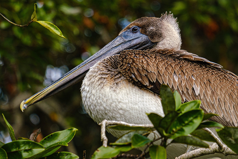 Magnolia River Brown Pelican