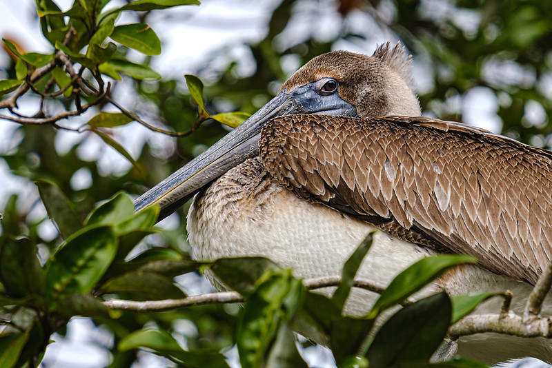 Magnolia River Brown Pelican