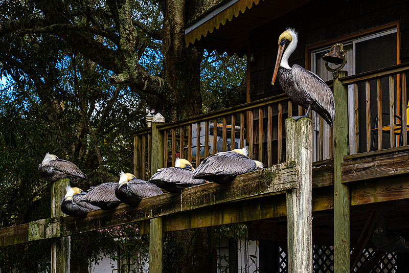 Magnolia River Brown Pelican