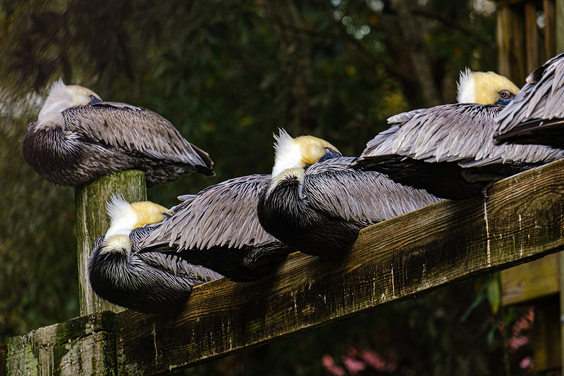 Magnolia River Brown Pelican
