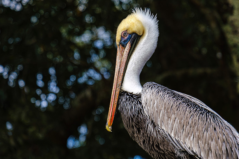Magnolia River Brown Pelican