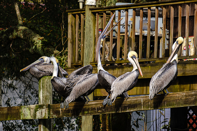 Magnolia River Brown Pelican