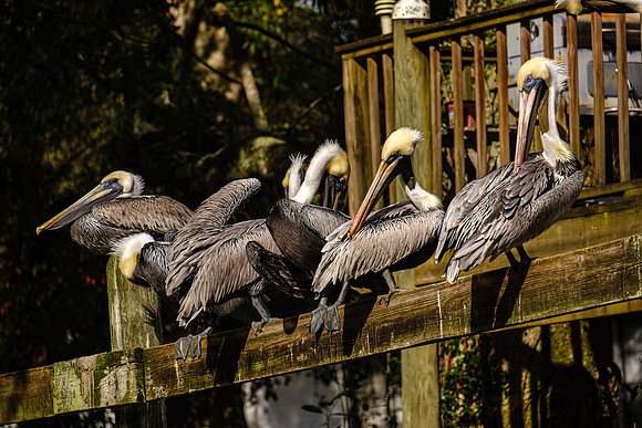 Magnolia River Brown Pelican