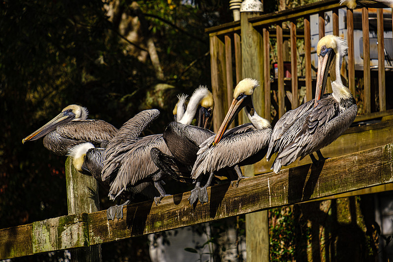 Magnolia River Brown Pelican
