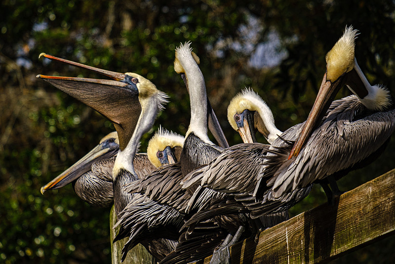 Magnolia River Brown Pelican