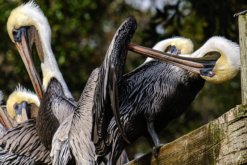 Magnolia River Brown Pelican