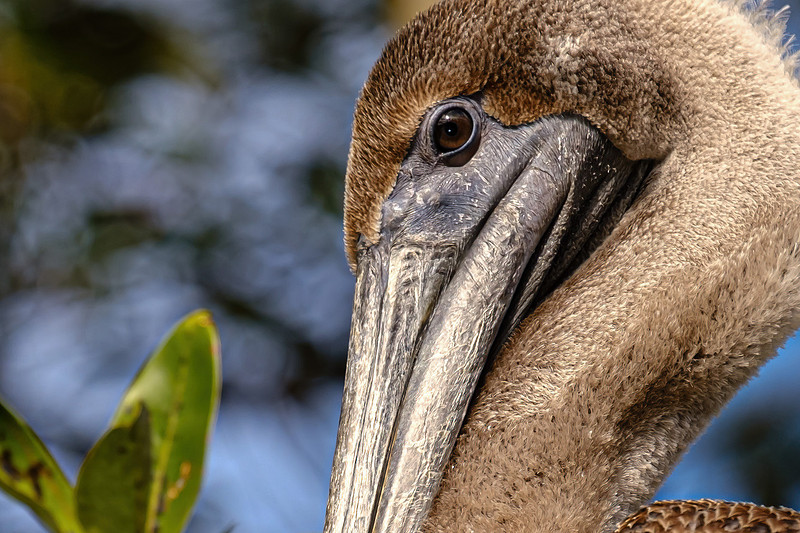 Magnolia River Brown Pelican