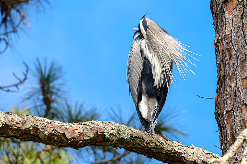 Magnolia River Great Blue Heron
