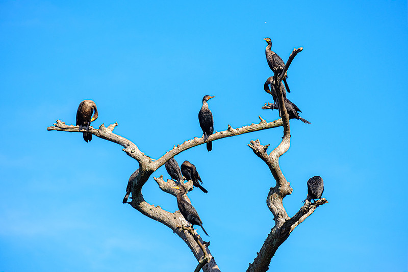 Magnolia River Cormorants