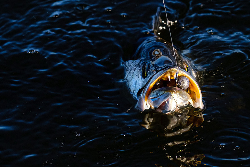 Pensacola Florida  Fishing Photography