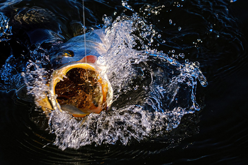 Pensacola Florida  Fishing Photography